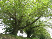 Ԃ񂳂̏鉺̍̓eʐ^2