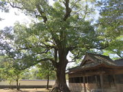 �Ԃ���񂳂�̍��X�n�ʋ{�����Ђ̓��e�ʐ^3