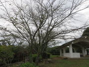 Ԃ񂳂̋R̃TN̓eʐ^1