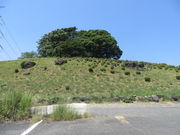 Ԃ񂳂̔nωEhPr̓eʐ^1