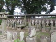 �Ԃ���񂳂�̓������̓��e�ʐ^2