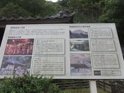 �Ԃ���񂳂�̑鐲�ω��̓��e�ʐ^2