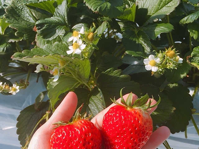 �_�A�O�������X�^�[�X�y�V����