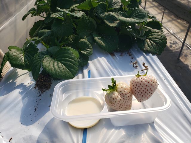 �����������H�ו���ł���I_�������E�u���[�x���[�_���@�x���[�̋�