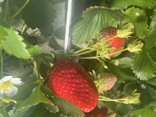 ���������傫���ƂĂ��Â�_�}���C�_��