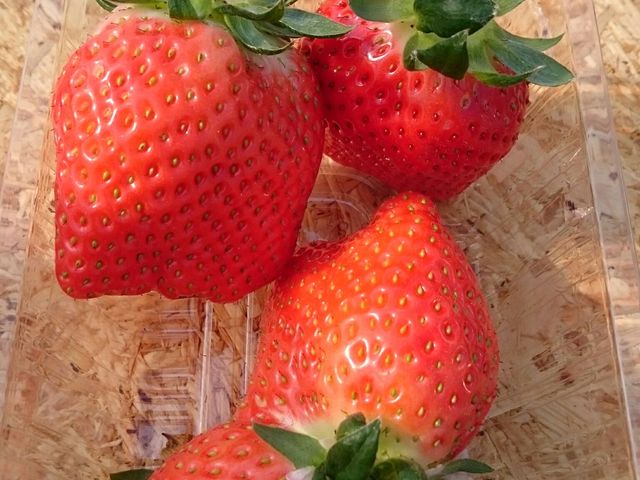 �������_�͖쉀�|