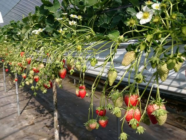 ��������̂�₷���悤�Ɏ���ꂳ��Ă܂�_�͖쉀�|