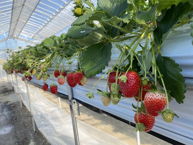 �������B_�������E�u���[�x���[�_���@�x���[�̋�