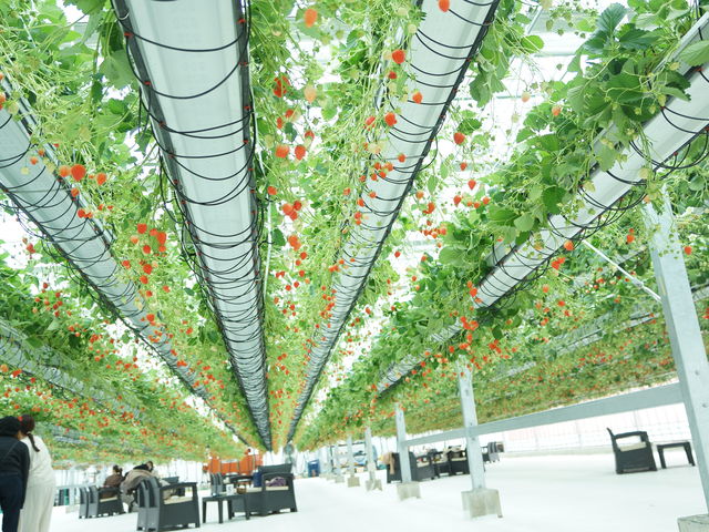 �Ђ�[�[���n�E�X���ɁA�������������������֎q�Ɗ�_�ƂƂ�׃t�@�[��