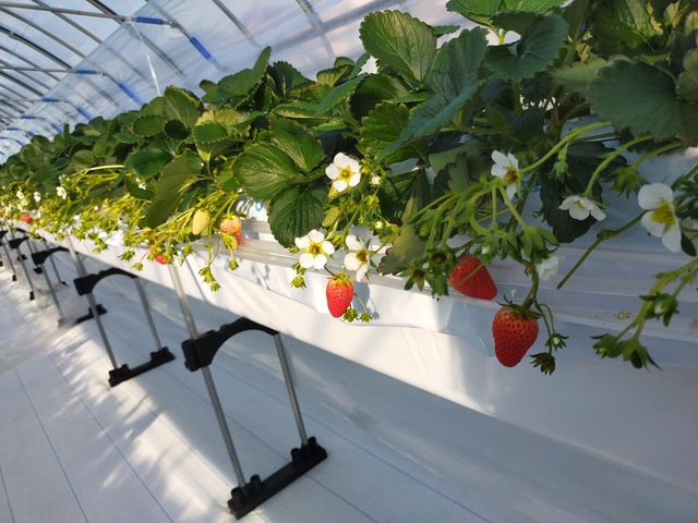 ���Ԃ����킢���I_�A�O�������X�^�[�X�y�V����