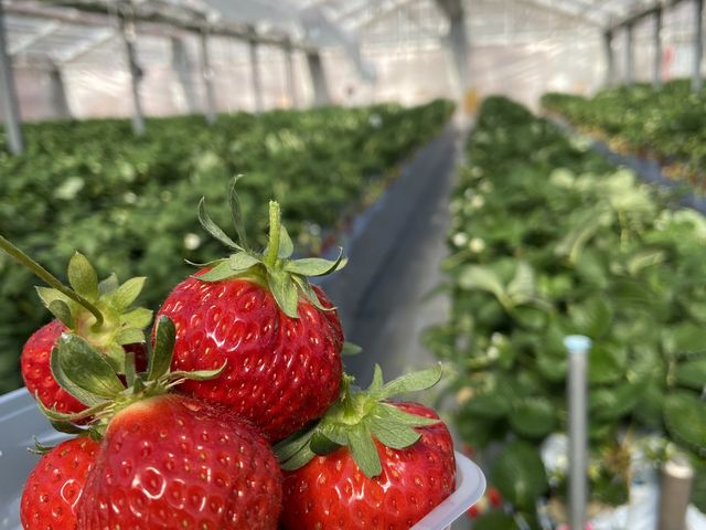 �傫�ȑ傫�Ȑ^���ԂȃC�`�S����������Ńe���V�����オ��܂���_���؂������_��