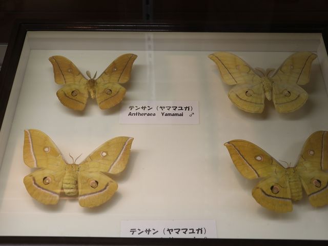 �����̕W�{�B_���ܖ�s�V�\�Z���^�[