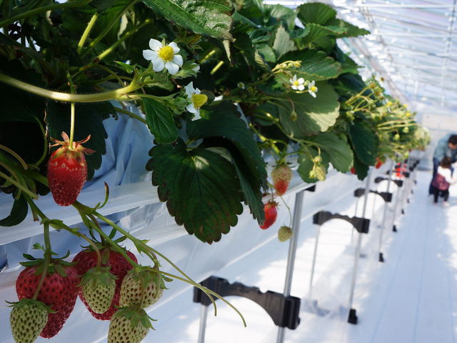 �Â��C�`�S����������_�A�O�������X�^�[�X�y�V����