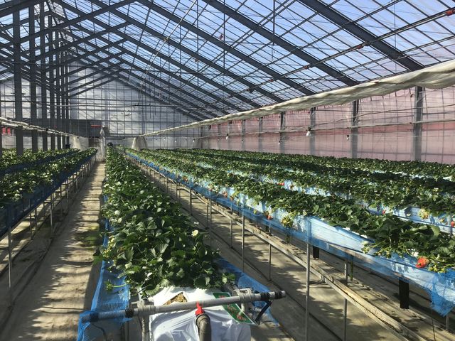 �n�E�X���̕��͋C�B_�݂Ȃ��݃t���[�c�����h���M�g�[��