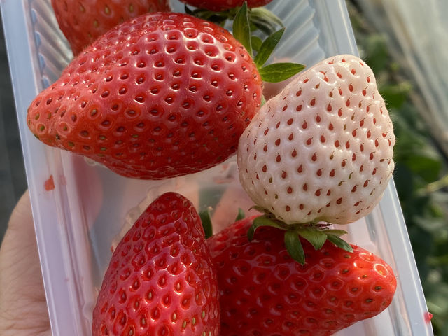 6��ނ̂�����_�X�g���x���[�����h�}��