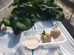 R[̂Eu[x[_@x[̋ւ̓eʐ^1