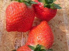 ǂコ񂳂͖̉쉀|ւ̓eʐ^1