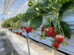 MIKÎEu[x[_@x[̋ւ̓eʐ^1