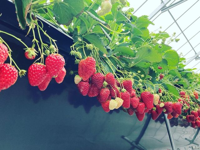 �C�`�S�I_�ό��_�� Bee my Berry