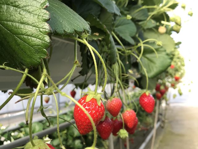 ���������������I_�q���t�@�[��