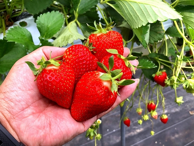 �z���g���������I_�ʎ��̗��@���c�_��