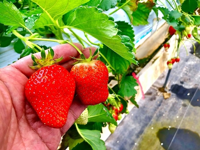 �嗱�C�`�SGET�I_�ʎ��̗��@���c�_��