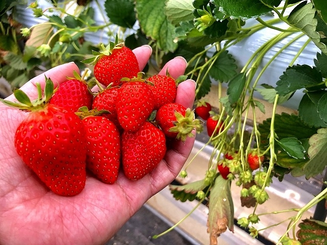 �喞���I�I_�ʎ��̗��@���c�_��