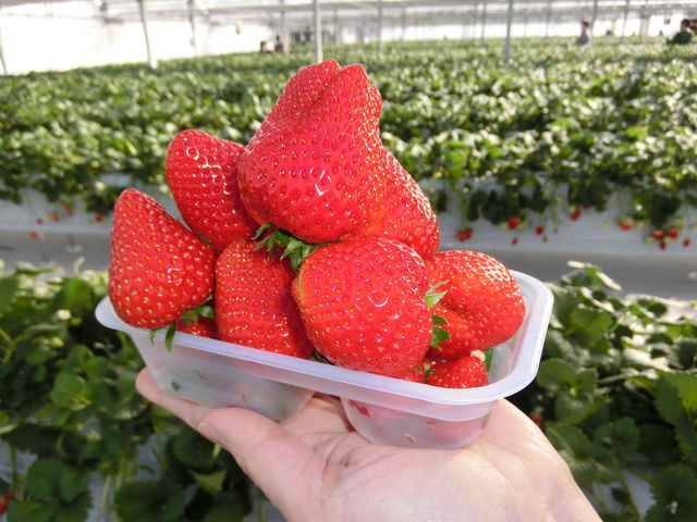 �嗱�Ŋ��n�A����ʏ`�c�������������`���E���E��E��(��)_STRAWBERRY GARDEN ROYAL