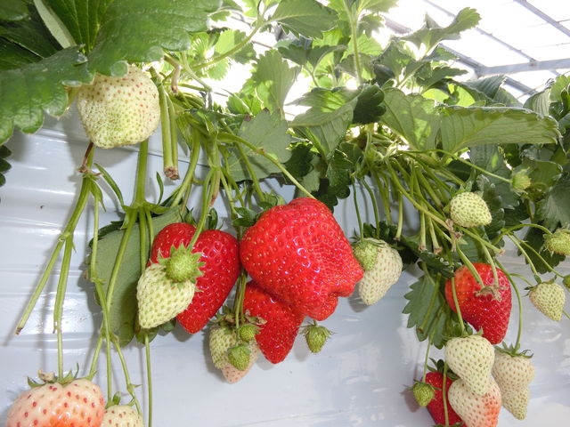 �嗱�̊��n䕂���R�L��܂����B_STRAWBERRY GARDEN ROYAL