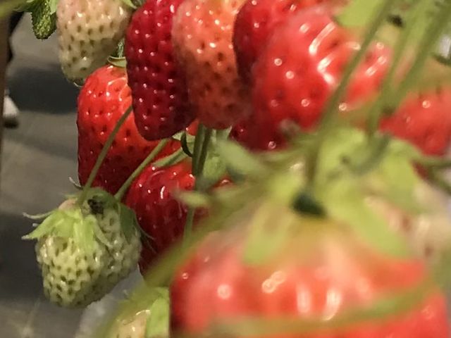 �������̒J_�ԍՂ������̒J