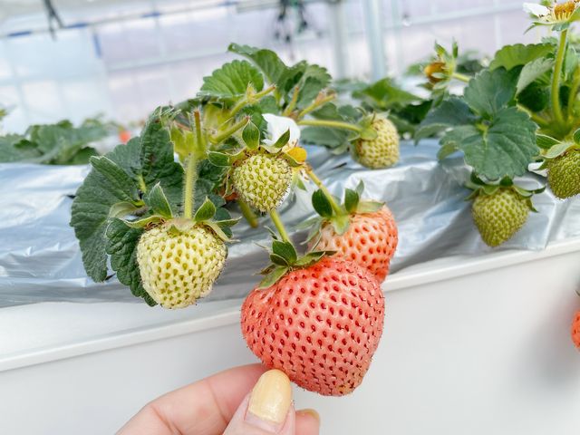 �Â��Ĕ������������I_BerryPark�����݂�