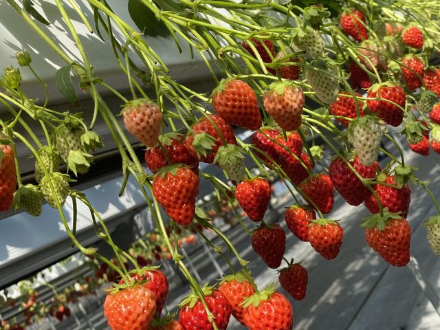 2021/3 GrandBerry ͕P_fa