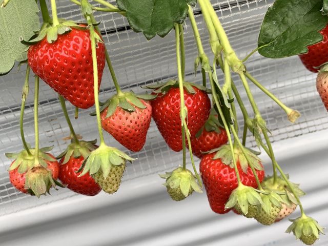 ��������3��ނ���܂���_���u�S�ԉ��t�@�[��