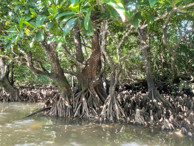 普段見られない景色が最高でした!_OHCUS石垣島