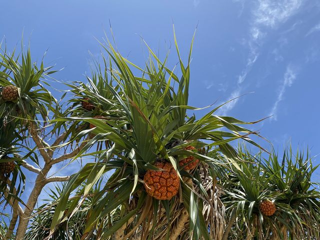 ���̉��Ƀ��h�J�����������񂢂܂���_feelokinawa