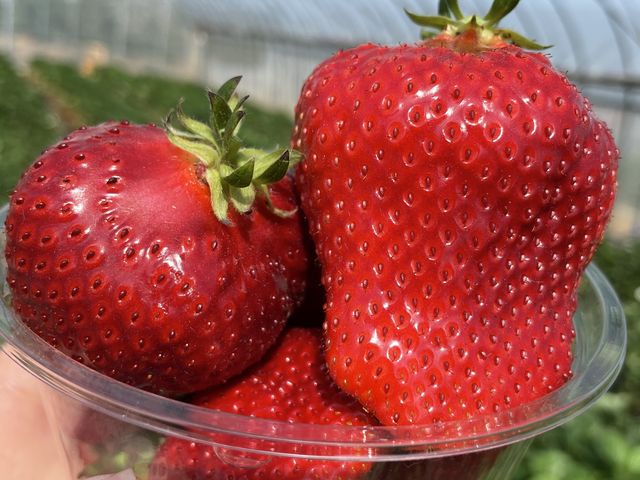 ���ʂ̃C�`�S�Ɣ�ׂ��3�{���炢���������āA�������Ȃ��ᖡ�킦�Ȃ����̂�����܂����I_���c�t�@�[�������h