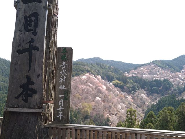 �g���_�Ђ��猩���ڐ�{���i���̂Ƃ��͂܂��ܕ��炫���炢�ł��j_�g���_�Ёi���@�E�d���j