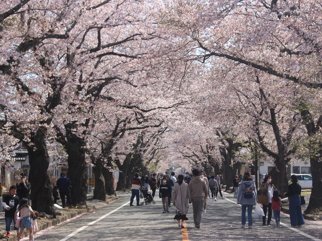 �����ȍ����؂ł���_��̐X�̍�����