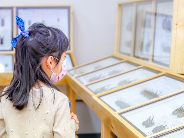 �W�{�͍����̐��������苻���������Ē�������e�ɂȂ��Ă��܂��B_���݂̂�Ȃ̍�����