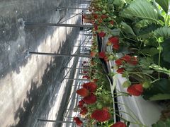 ݂joumonfarmi傤ӂ[ށjւ̓eʐ^1