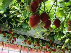 񂳂joumonfarmi傤ӂ[ށjւ̓eʐ^1