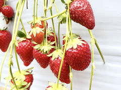 񂳂̃x[Yt@[ւ̓eʐ^1