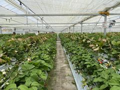 g[}X̐V񂾔_ȉւ̓eʐ^1