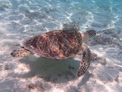 ÄɗǕ}KCh}nւ̓eʐ^1