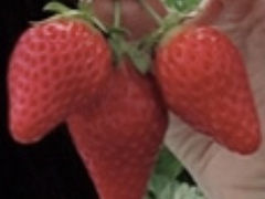 �~�h���R����̂f���������a���������ւ̓��e�ʐ^1