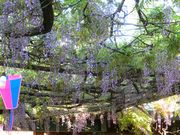 mansan̍̐_Ђ̓eʐ^1