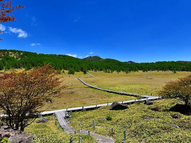 �V�΂̂��U��_�r�̕�����