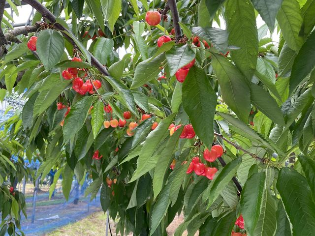 �Â��Ĕ�����������_���Ԃ�K�[�f��