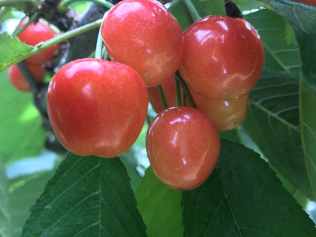 �嗱�̍�����_Hosaka Farm�k�ۍ�ʎ����l