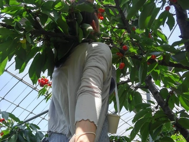 rɓočƂ܂ł΁EEE_Hosaka Farmkۍʎl